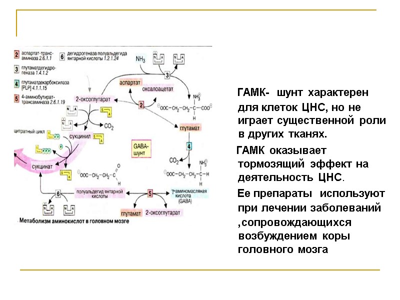 ГАМК-  шунт характерен для клеток ЦНС, но не играет существенной роли в других